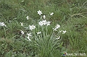 VBS_1141 - Fioritura narcisi a Castelnuovo Nigra 2023